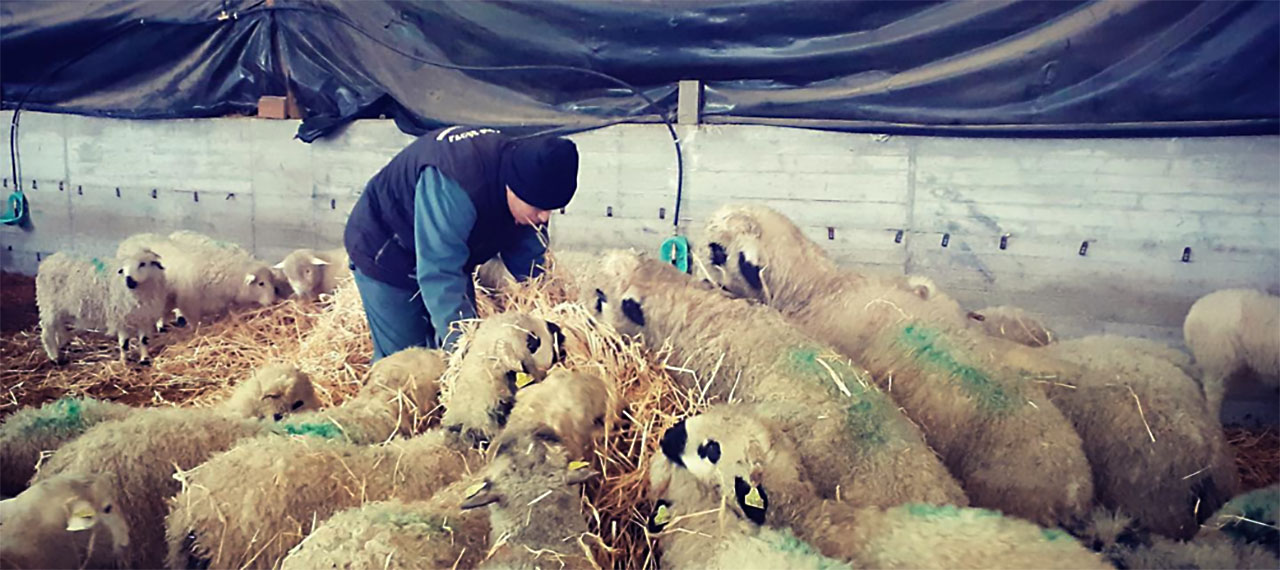 Dans une bergerie, un jeune homme en est en train de mourir de moutons avec du fourrage.