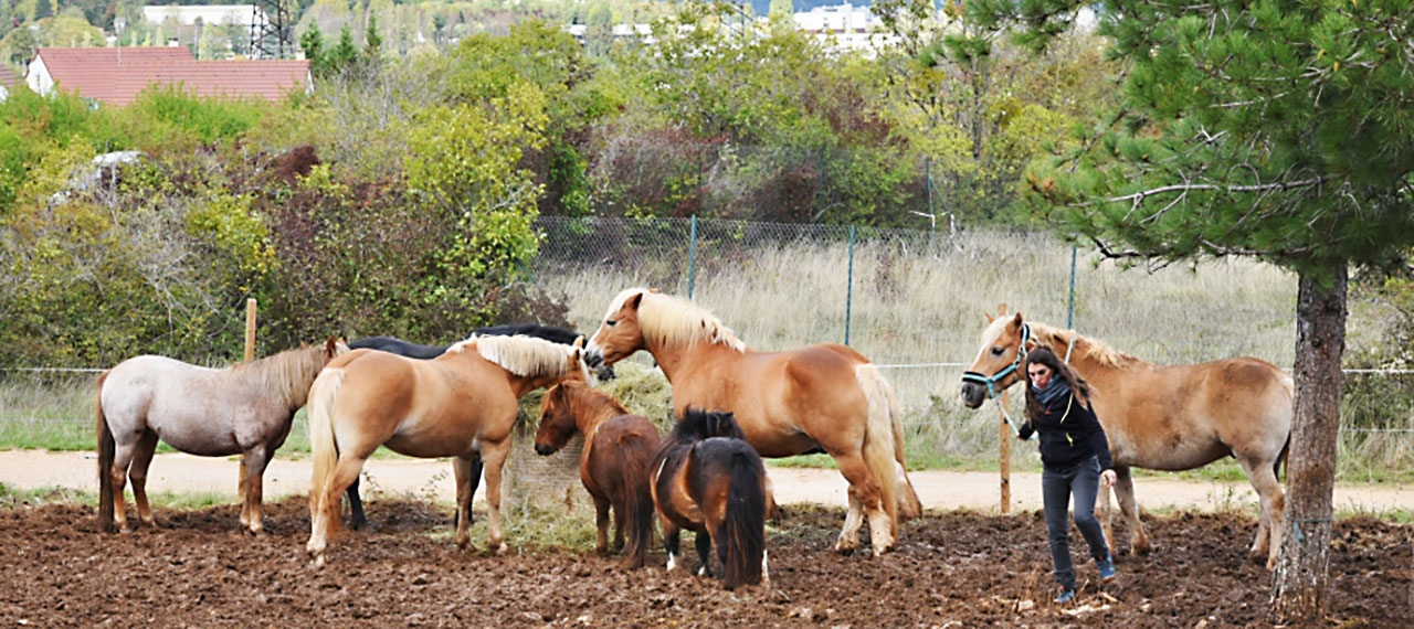 Cinq chevaux et deux poneys mangent du fourrage, une femme guide un des chevaux à l’aide d’une longe.