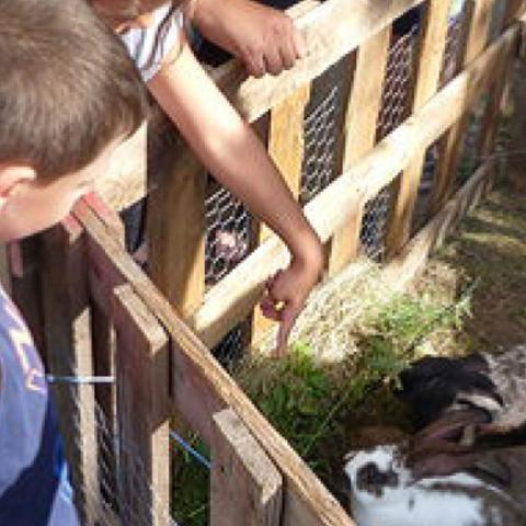 Enfants autour de lapins