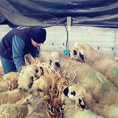 Dans une bergerie, un jeune homme en est en train de mourir de moutons avec du fourrage.