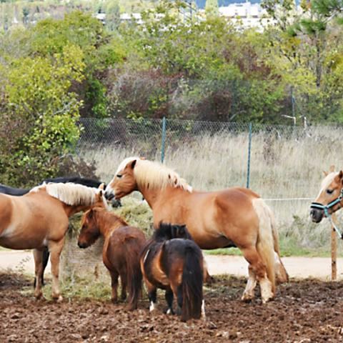 Cinq chevaux et deux poneys mangent du fourrage, une femme guide un des chevaux à l’aide d’une longe.